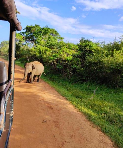 Private Day Tour to Yala National Park